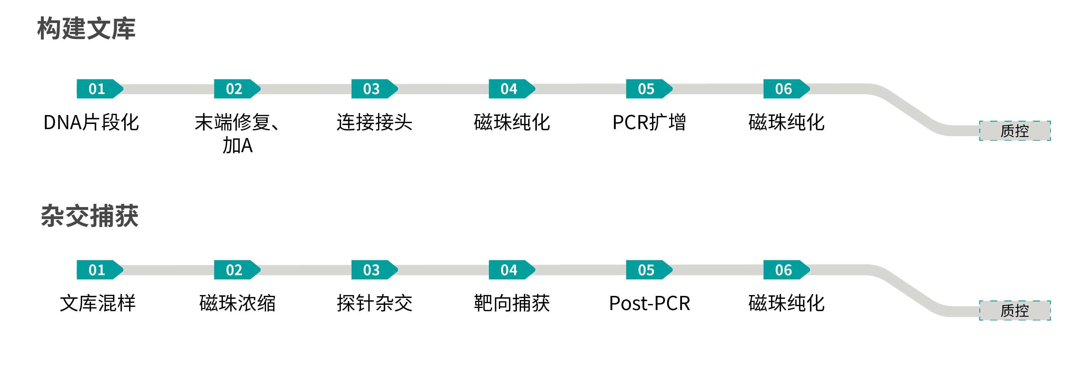 杂交捕获流程(1)(1).png